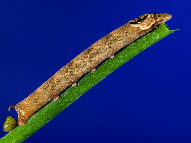 Comment convertir un moteur 2 temps pour le bioéthanol ?